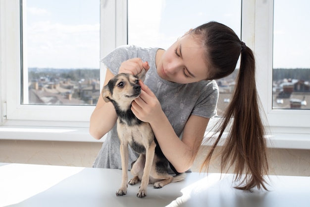 Il veterinario femminile esamina un piccolo terrier di giocattolo del cane