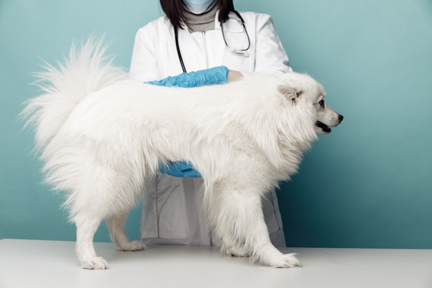 Il veterinario in uniforme controlla il cane bianco che rimane sul tavolo nella clinica veterinaria.