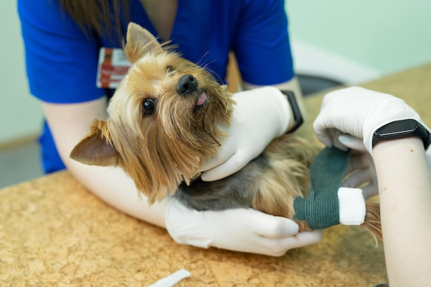 Il veterinario mette un catetere sul cane alla clinica veterinaria