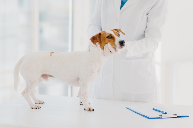 Il veterinario sconosciuto in abito bianco e guanti esamina il cane di Jack Russell Terrier nel luogo di lavoro