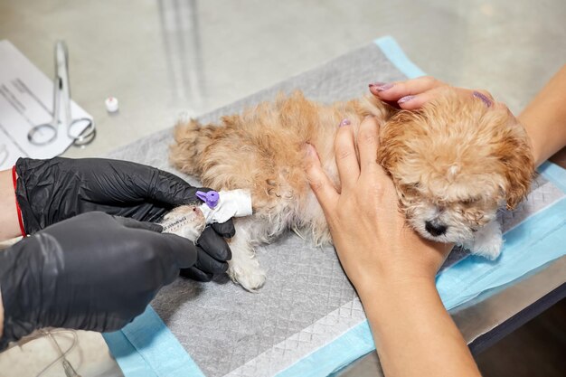 Il veterinario somministra farmaci a un cucciolo di Maltipoo attraverso un catetere nella sua zampa