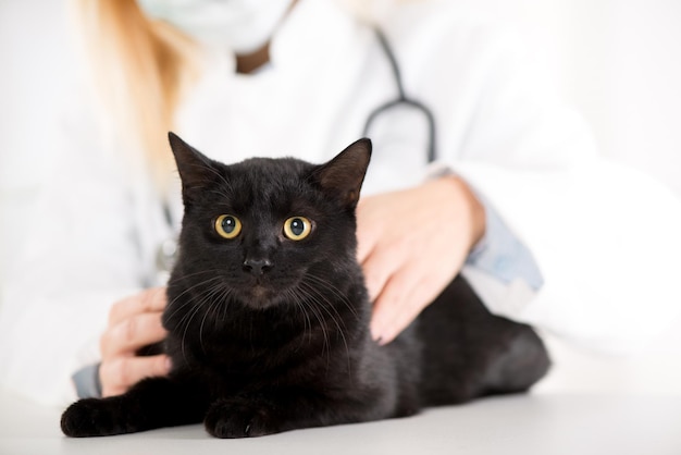 Il veterinario sta esaminando il gatto domestico nero.