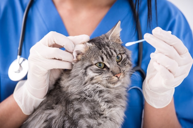 Il veterinario sta esaminando le orecchie di un gatto.