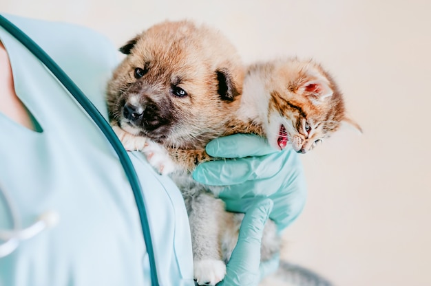 Il veterinario tiene in braccio un gattino e un cucciolo meticcio, che si preparano per l'esame