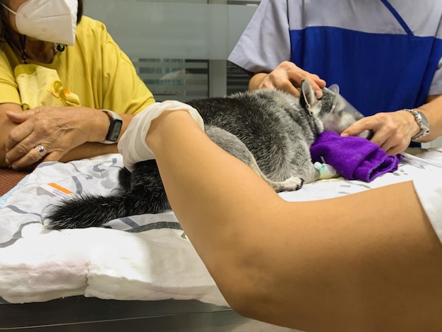 Il veterinario usa una maschera di ossigeno per salvare il cane