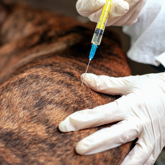 Il veterinario vaccina il cane. il medico tiene una siringa in mano e sta per fare un'iniezione a un animale domestico