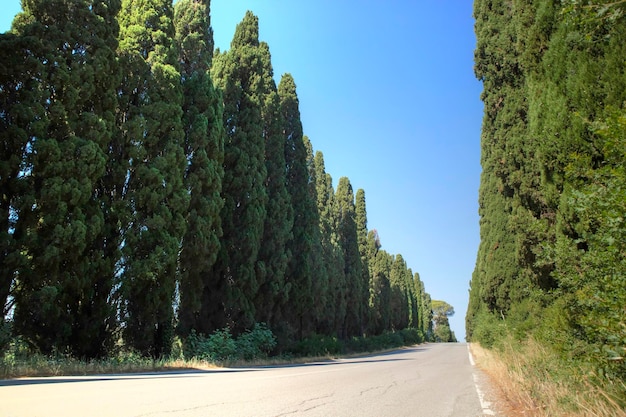 Il viale di cipressi che porta a Bolgheri Italia