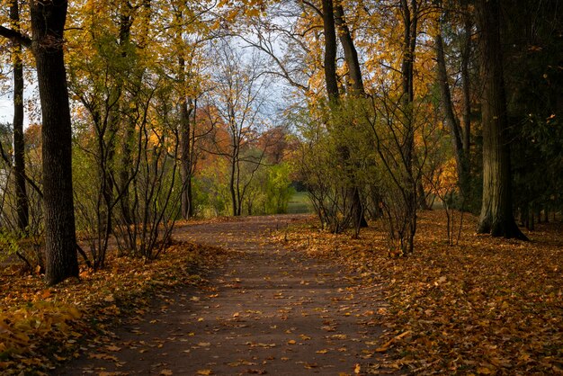 Il vicolo di Catherine Park di Tsarskoye Selo in una giornata autunnale Pushkin San Pietroburgo Russia