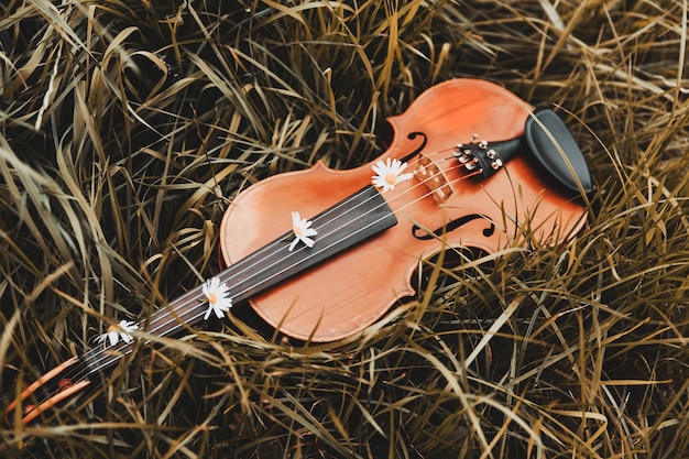 Il violino si trova sull'erba con fiori di camomilla. Foto di alta qualità