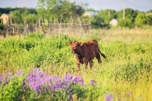 Il vitello del giovane toro pasce sul campo