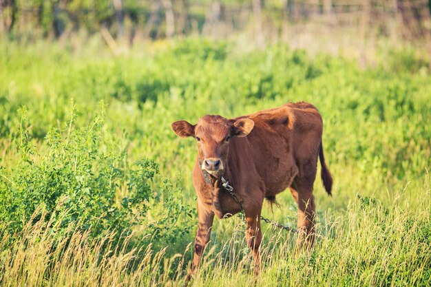 Il vitello del giovane toro pasce sul campo