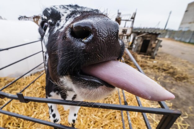 Il vitello divertente mostra la lingua rosa Allevamento di mucche di bestiame Nero bianco vitello stanno guardando la telecamera con interesse Cowshed