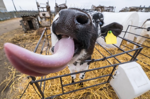 Il vitello divertente mostra la lingua rosa Allevamento di mucche di bestiame Nero bianco vitello stanno guardando la telecamera con interesse Cowshed