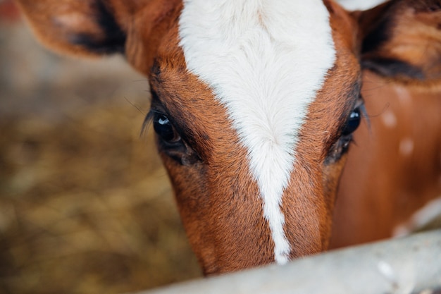 Il vitello è macchiato di colore.Occhi grandi. Bovini con grandi corna.