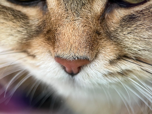 Il volto del primo piano del British Shorthair Golden Chinchilla NY25