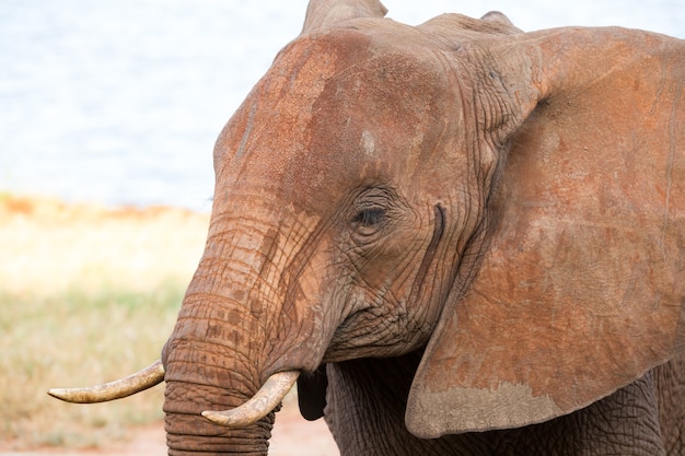 Il volto di un elefante rosso ripreso da vicino