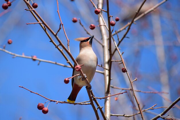 Il Waxwing sul ramo di un albero di mele. Inizio primavera. Siberia.