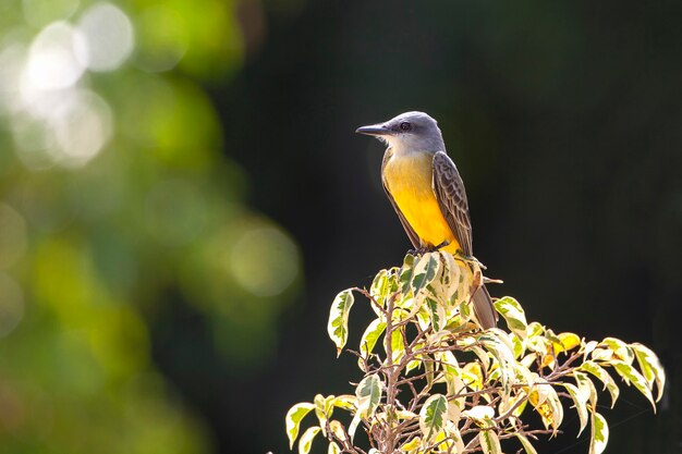 Il Western Kingbird Tyrannus verticalis è un grande tiranno