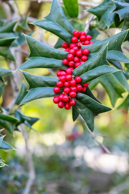 Ilex aquifolia Decorazione d'interni per Natale Cespuglio verde con bacche rosse