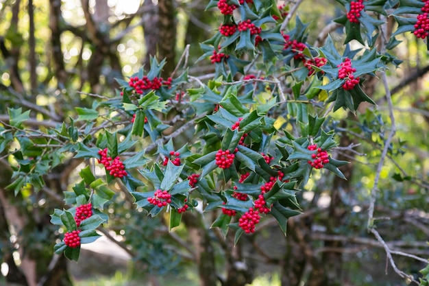 Ilex aquifolia Decorazione d'interni per Natale Cespuglio verde con bacche rosse