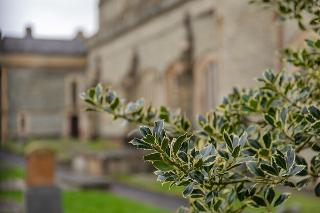 Ilex aquifolium o fogliame giallo