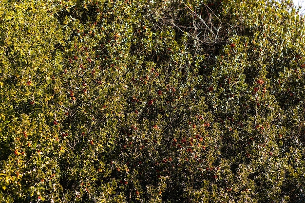 ilex aquifolium sfondo piante di aceto sfondo natale