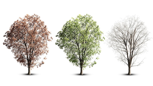 Illustrazione 3D Collezione di alberi isolati su sfondo bianco con percorso di ritaglio