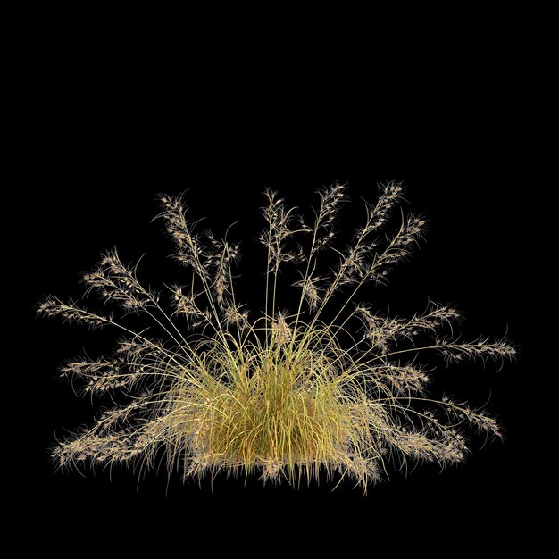 Illustrazione 3D del cespuglio di Themeda triandra isolato su sfondo nero