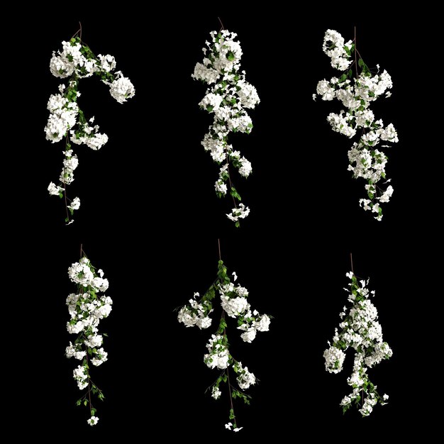 Illustrazione 3d del fiore bianco del ramo di bouganvillea spectabilis isolato su sfondo nero