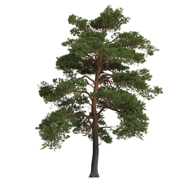 Illustrazione 3d del grande albero di pinus sylvestris isolato su sfondo bianco