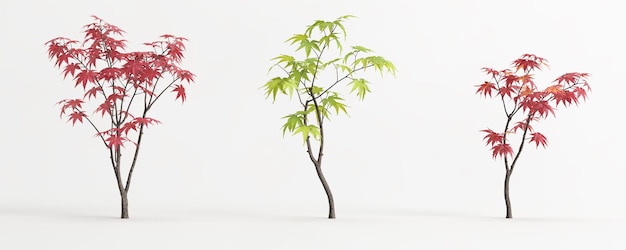 Illustrazione 3d dell'albero Acer palmatum isolato su bianco e della sua maschera