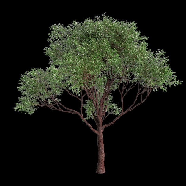 Illustrazione 3D dell'albero Corymbia calophylla isolato su sfondo nero