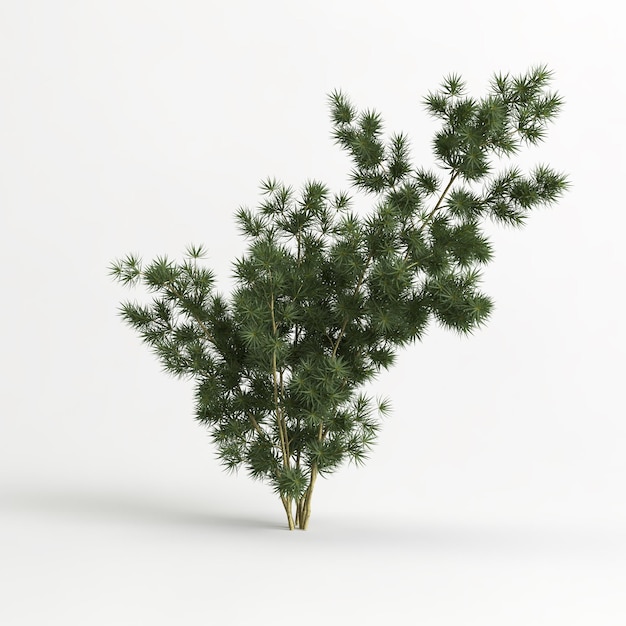 Illustrazione 3d dell'albero di Asparagus retrofractus isolato su bianco e della sua maschera