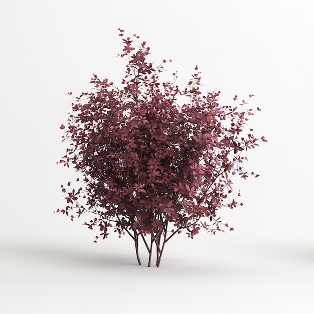 Illustrazione 3d dell'albero di Berberis thunbergii isolato su sfondo bianco