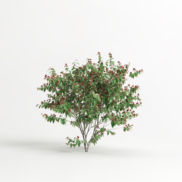 Illustrazione 3d dell'albero di eugenia uniflora isolato su sfondo bianco