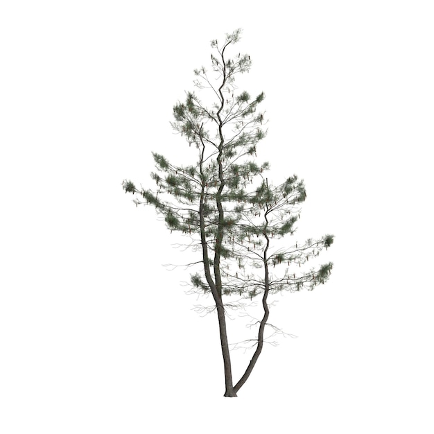 Illustrazione 3d dell'albero di pinus strobus isolato su sfondo bianco