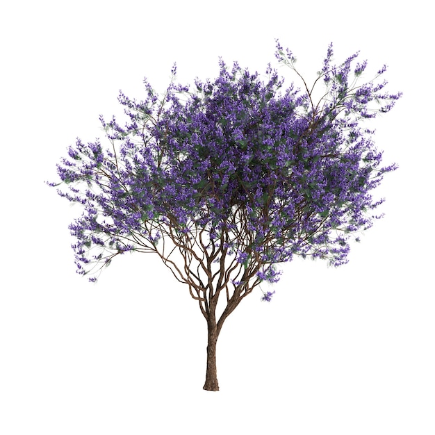 Illustrazione 3D dell'albero Jacaranda mimosifolia isolato su sfondo bianco