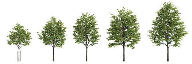 Illustrazione 3d dell'albero set tilia europaea isolato su sfondo bianco