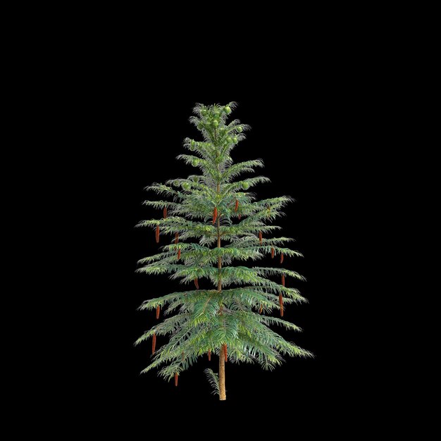 Illustrazione 3D dell'albero Wollemia nobilis isolato su sfondo nero
