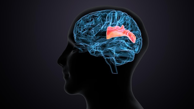 Illustrazione 3d dell'anatomia del cervello del corpo umano