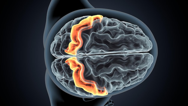 Illustrazione 3d dell'anatomia del cervello del corpo umano