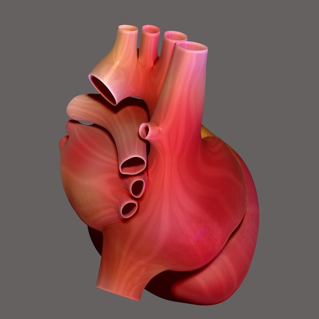 Illustrazione 3D dell'anatomia del cuore umano