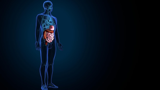 Illustrazione 3D dell'anatomia del sistema digestivo umano