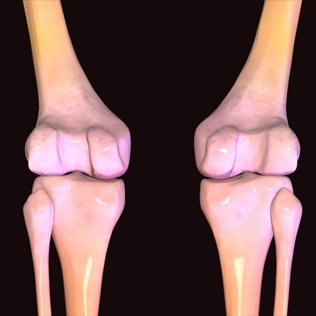 Illustrazione 3D dell'anatomia dell'articolazione del ginocchio del corpo umano