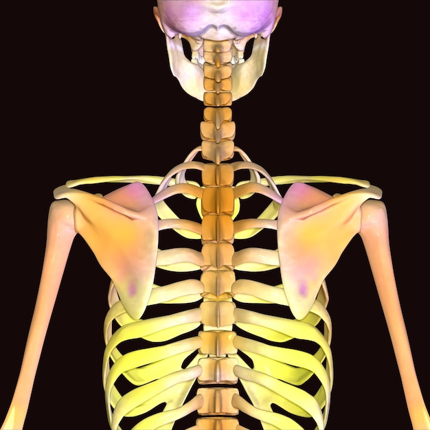 Illustrazione 3D dell'anatomia delle articolazioni ossee della gabbia costale del sistema scheletrico umano