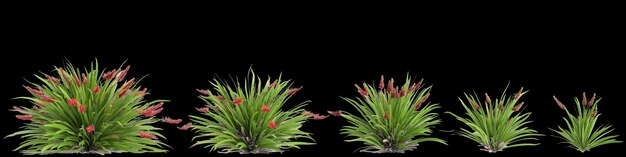 Illustrazione 3D dell'insieme di cespugli di Xeronema callistemon isolati su sfondo nero