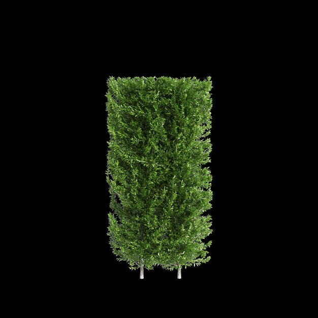 Illustrazione 3D della linea dell'albero Carpinus betulus isolata su sfondo nero