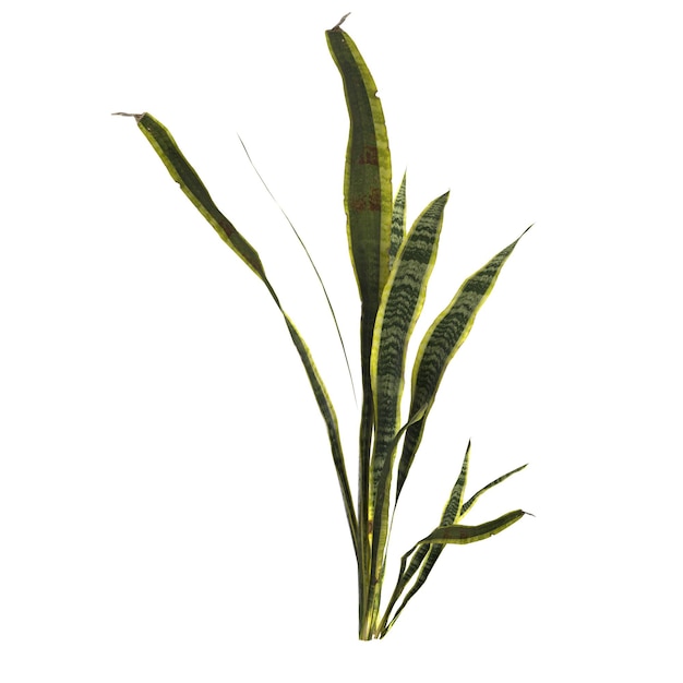 illustrazione 3d della pianta dracaena trifasciata isolata su sfondo bianco