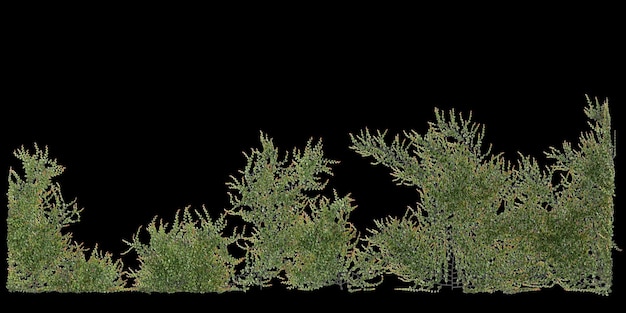 Illustrazione 3D della piantagione Ficus Pumila isolata su sfondo nero