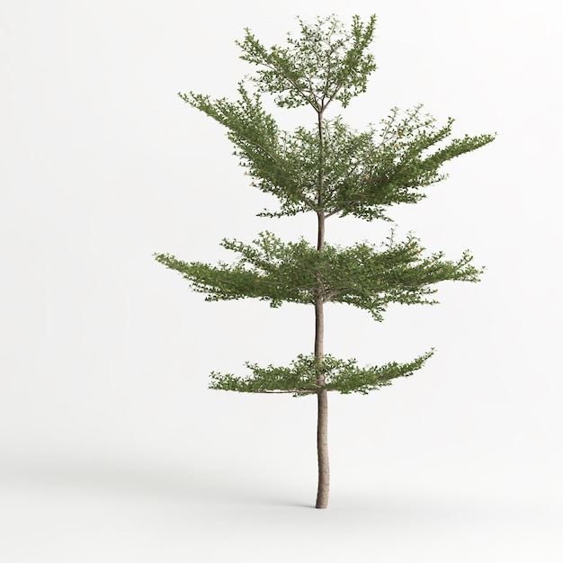 illustrazione 3d di albero isolato su sfondo bianco